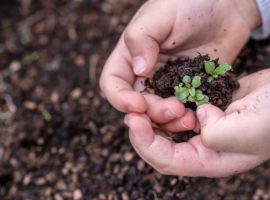 seedlings-g7f226e72b_1920
